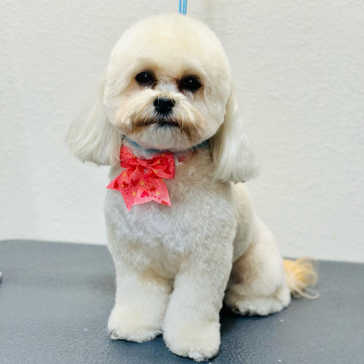 Adorable pup with bow