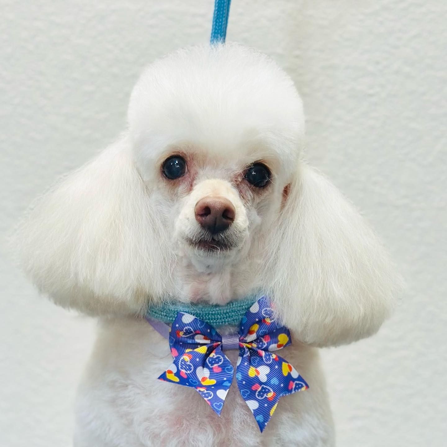 Poodle grooming