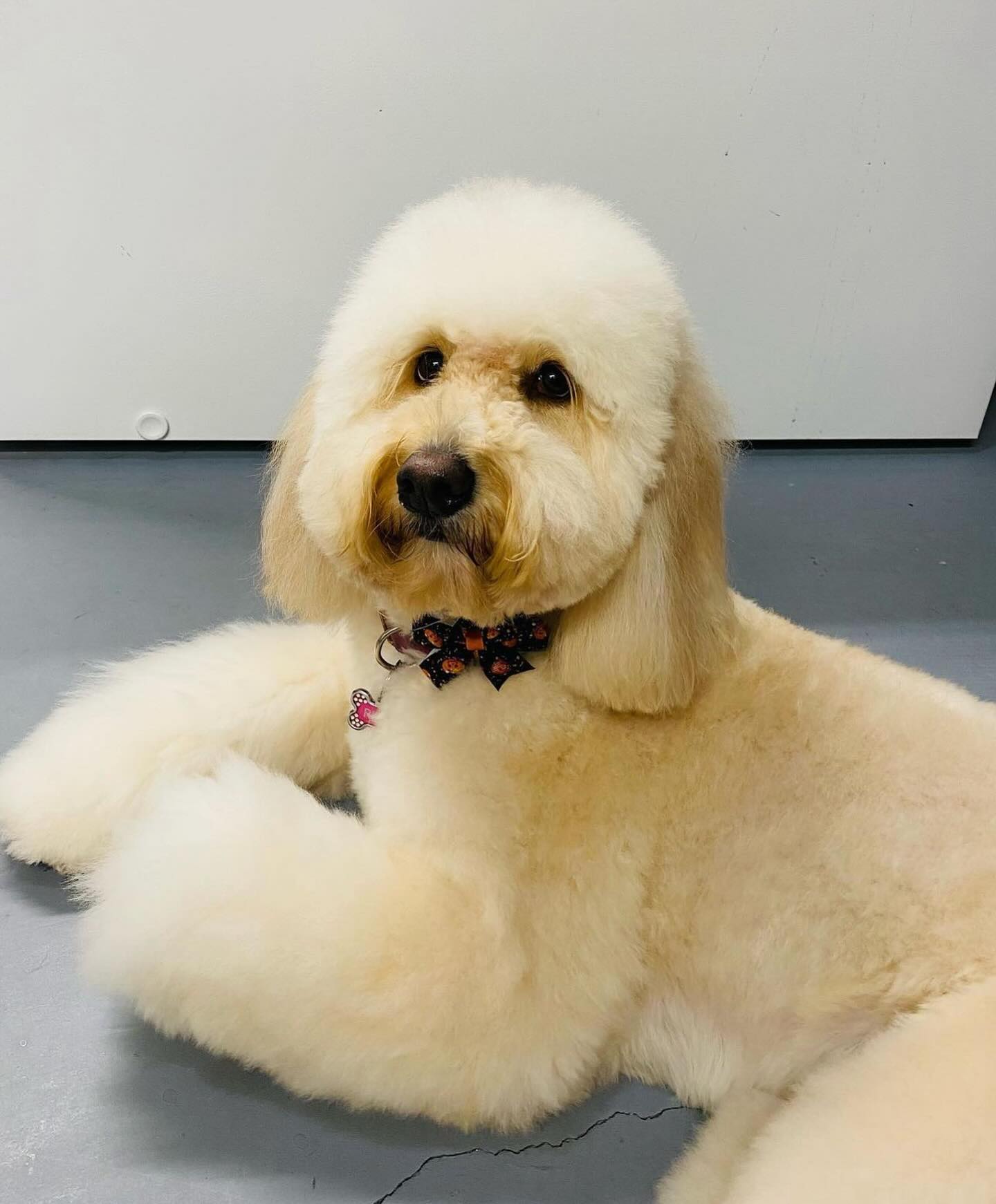 Riley after grooming