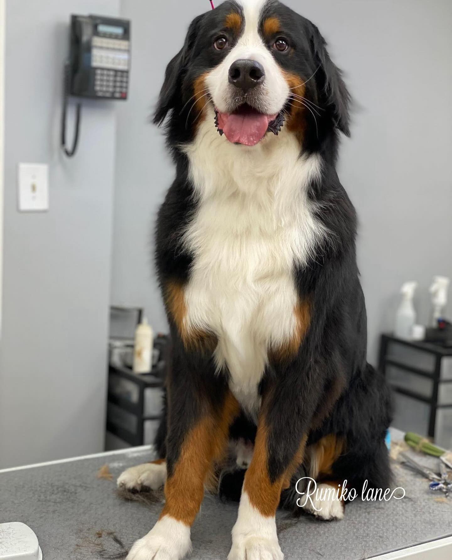 Beautiful Bernese Mountain Dog
